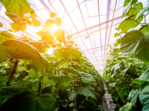 Gas measurement in the greenhouse